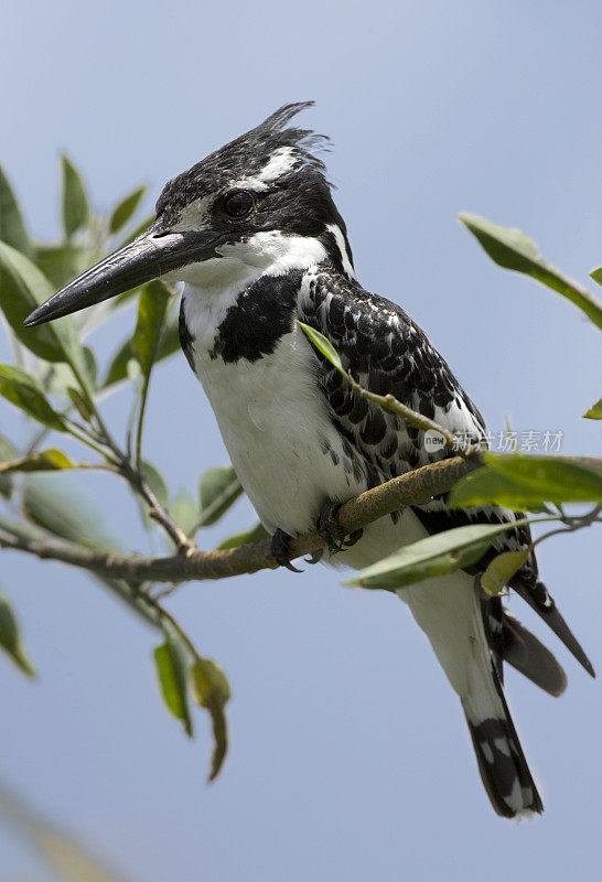 花衣魔笛手(Ceryle rudis)